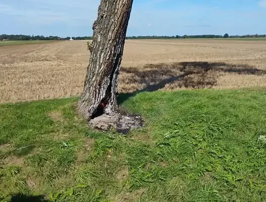 Pożar drzewa przy drodze wojewódzkiej 364 – interwencja OSP Krotoszyce