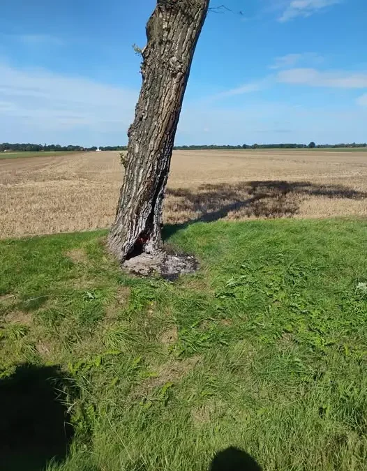 Pożar drzewa przy drodze wojewódzkiej 364 – interwencja OSP Krotoszyce