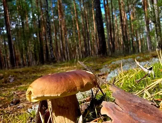 Sezon na grzyby w pełni. Policja z Legnicy przypomina, jak nie zgubić się w lesie